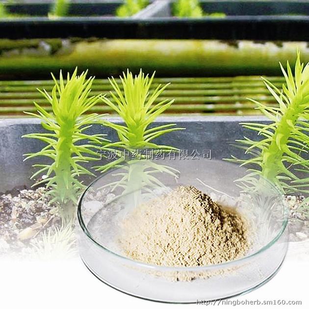 Healthy Function huperzia serrate extract 20% huperzine a hplc