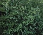 St. John's Wort Extract