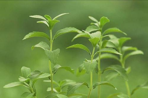 High quality low price stevia leaf extract