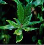 Gymnema Silvestre Extract