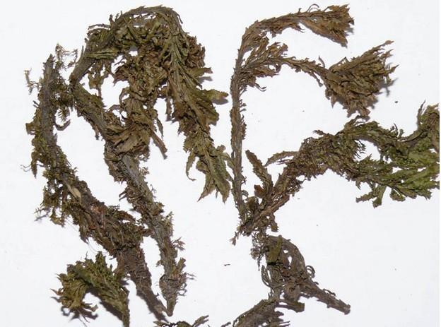 Best price Huperzine A 1% ,5%, 98%,  /Huperzine A serrata extract powder