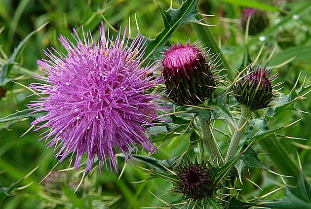 Organic Milk thistle extract
