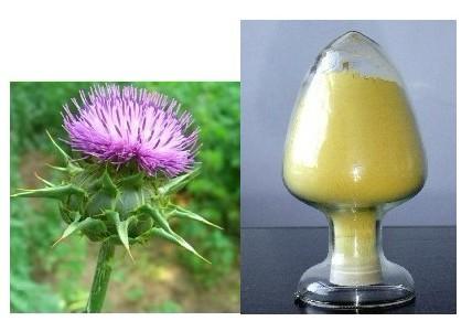 Pure milk thistle extract powder.dry water soluble milk thistle extract