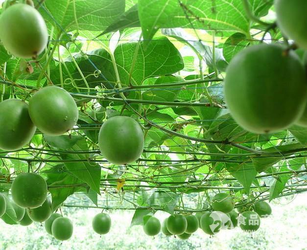 Natural Sweetner Organic Mogroside V Monk Fruit Extract