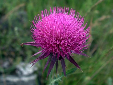 High Quality Milk Thistle Extract( Silymarin)