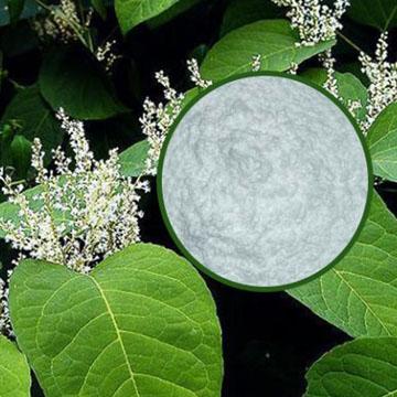 Alibaba China supplier high quality antioxidant resveratrol 98%