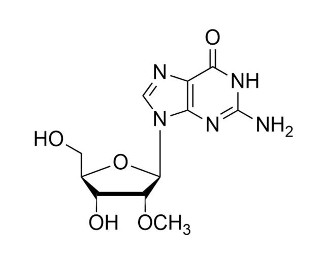 2'-OMe Modified Nucleosides