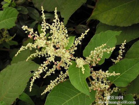 High Quality Natural Resveratyol