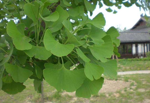 Professional manufacturer supply natural ginkgo biloba P.E