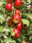 Apple peel Extract