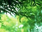 Bamboo leaf extract