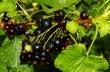 Black Currant Extract