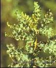 Boswellia Serrate Extract