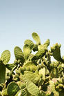 Cactus extract