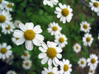 Chamomile extract