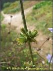Chicory Root Extract