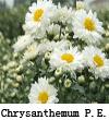 Chrysanthemum Extract