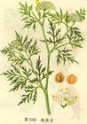 Common Cnidium Fruit Extract