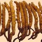 Cordyceps Extract