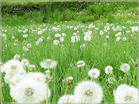 Dandelion Extract