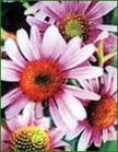 Echinacea Purpurea Extract