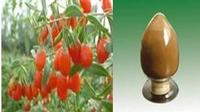 High purity Lycium chinense polysaccharides No dextrin or any other materials added