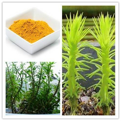 High Quality natural  Huperzine A powder