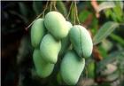 Irvingia gabonensis Seed extract