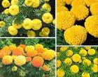 Marigold Extract