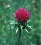 Milk Thistle Extract