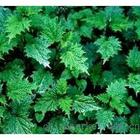 Nettle Extract