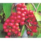 Schisandra Chinensis Extract