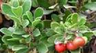 Uva Ursi Extract