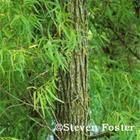 Valerian Extract
