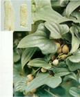 Wild Yam Extract