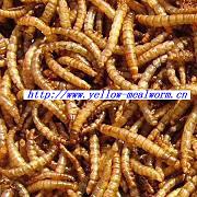 Dried Yellow Mealworm