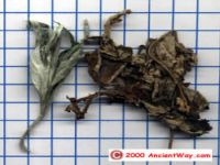 Dahurian Rhodoendron Leaf Extract