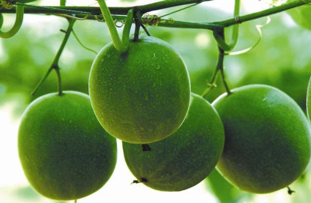 Top Quality Luo Han Guo Extract