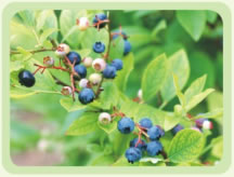 Blueberry Extract