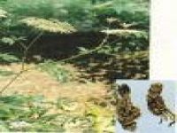 Cornsilk Extract