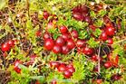 Cranberry Extract