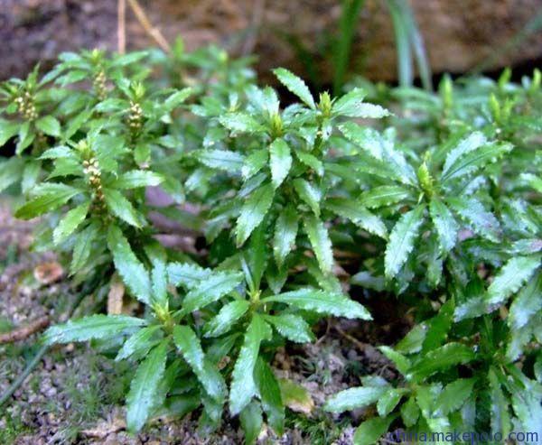 Natural Huperzine A