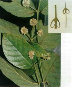 Devils Claw Extract