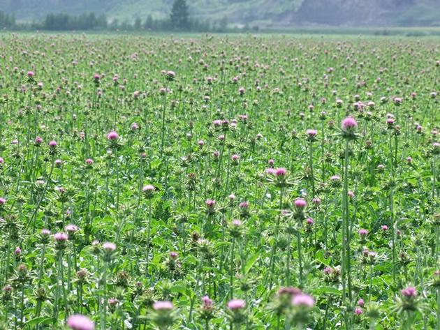 Bulk herbs for sale Milk Thistle Extract 80% Silymarin powder