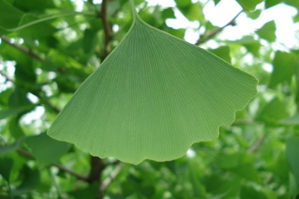 Factory Supply 100% Natural Extract Powder of Ginkgo Biloba