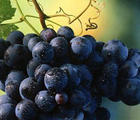 Grape Skin Extract