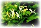 Honeysuckle flower extract