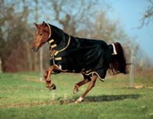 equestrian products