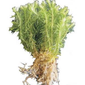 high quality Huperzine A /Huperzia Serrata Extract