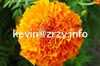 natural pigments, colorants